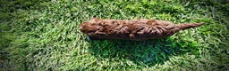 Havapoo dogs for sale: Chewy - Ad 7