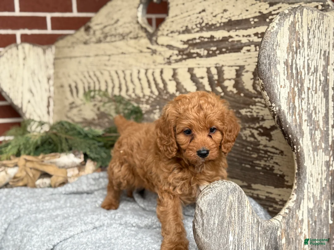 Mixed Breed dogs for sale: Sanchez - Ad 10