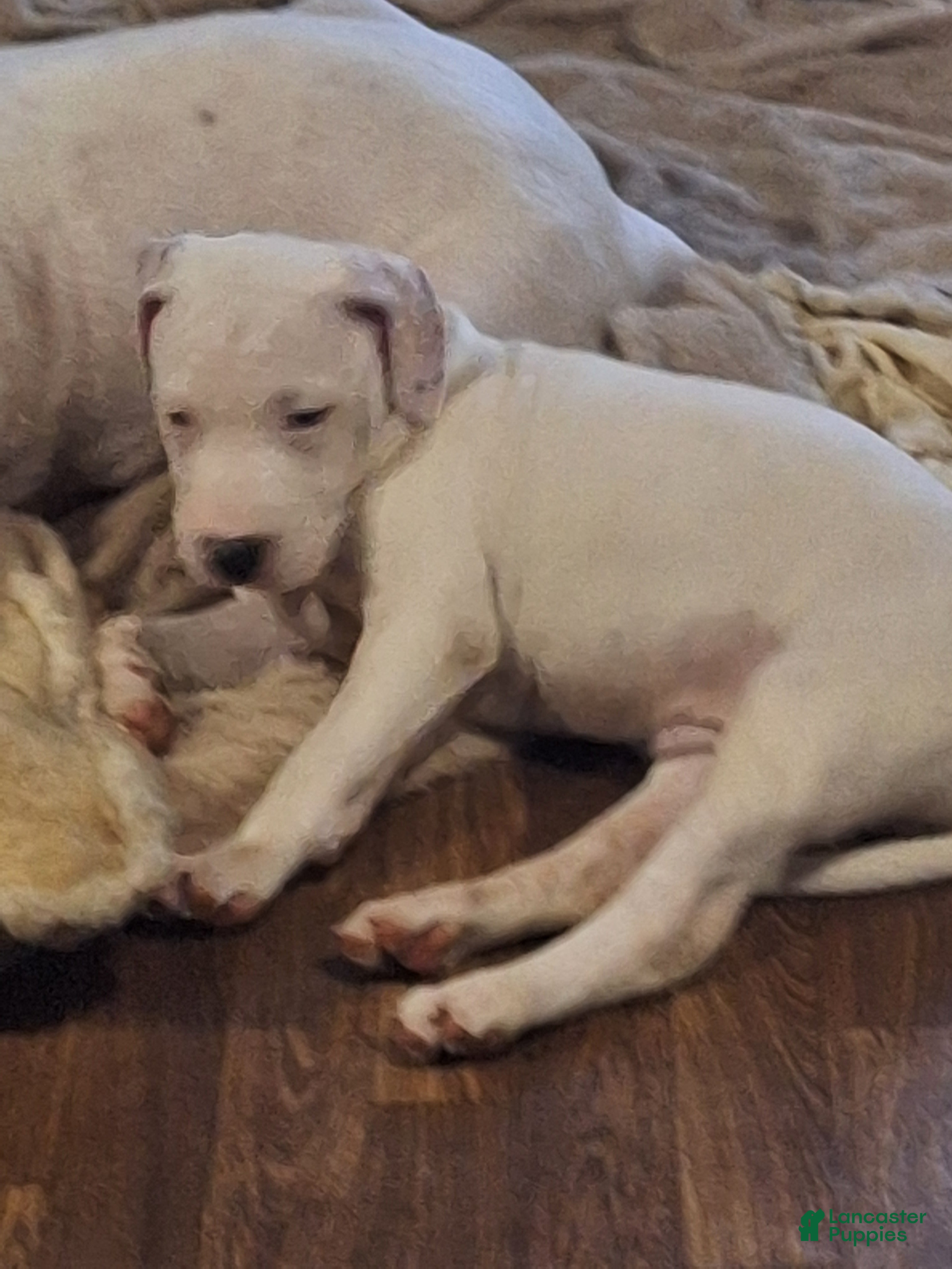 American Pit Bull Terrier dogs American Pit Bull Terrier 1 - Ad 2