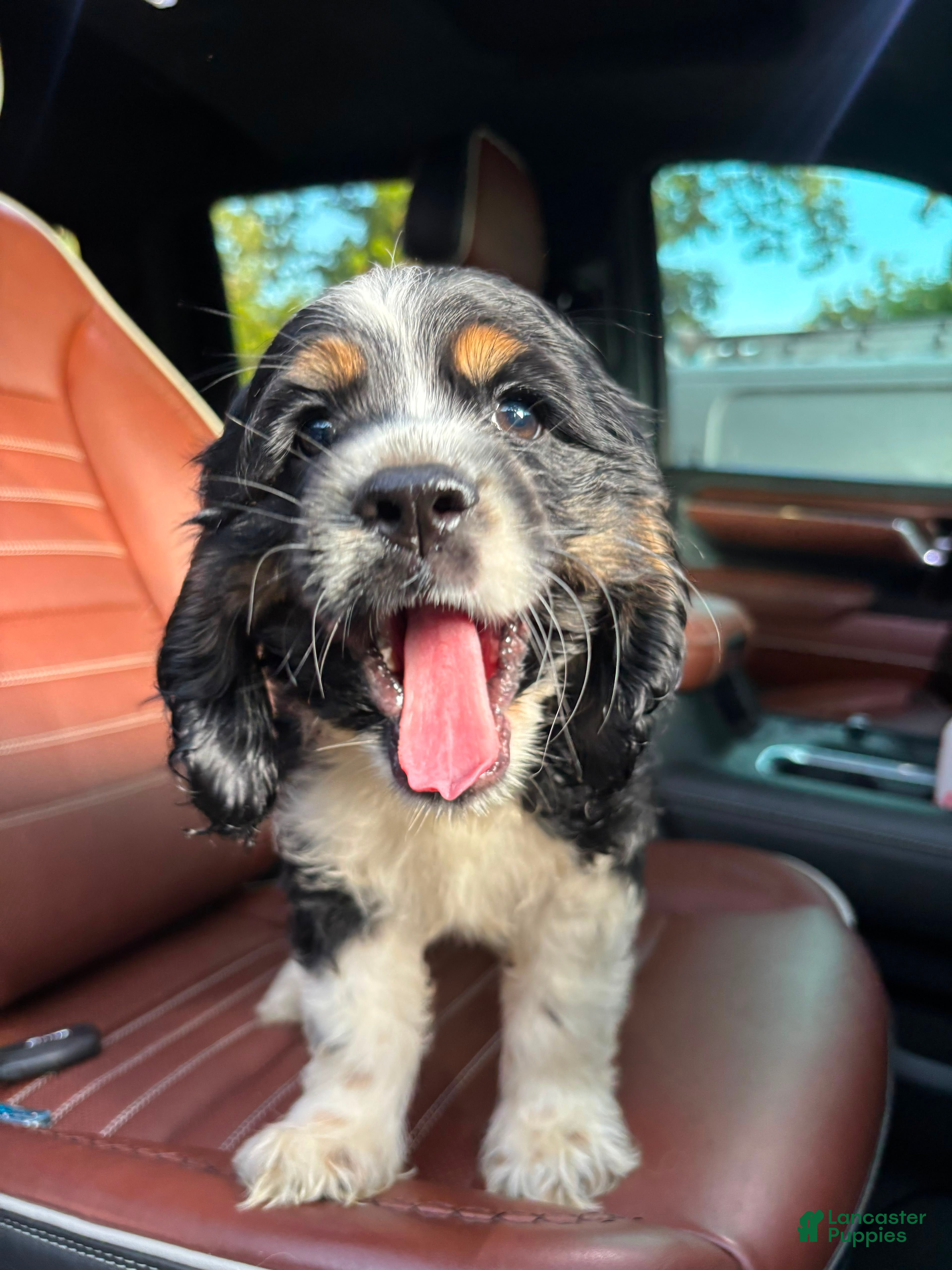 Cocker Spaniel dogs Charlie - Ad 37