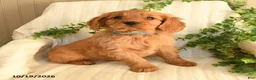 Miniature Golden Retriever dogs for sale: Buddy - Ad 1