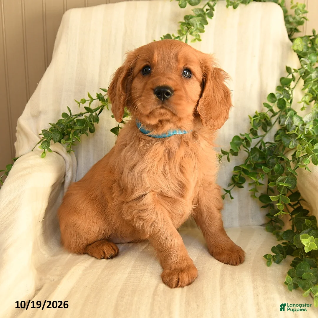 Miniature Golden Retriever dogs for sale: Buddy - Ad 1