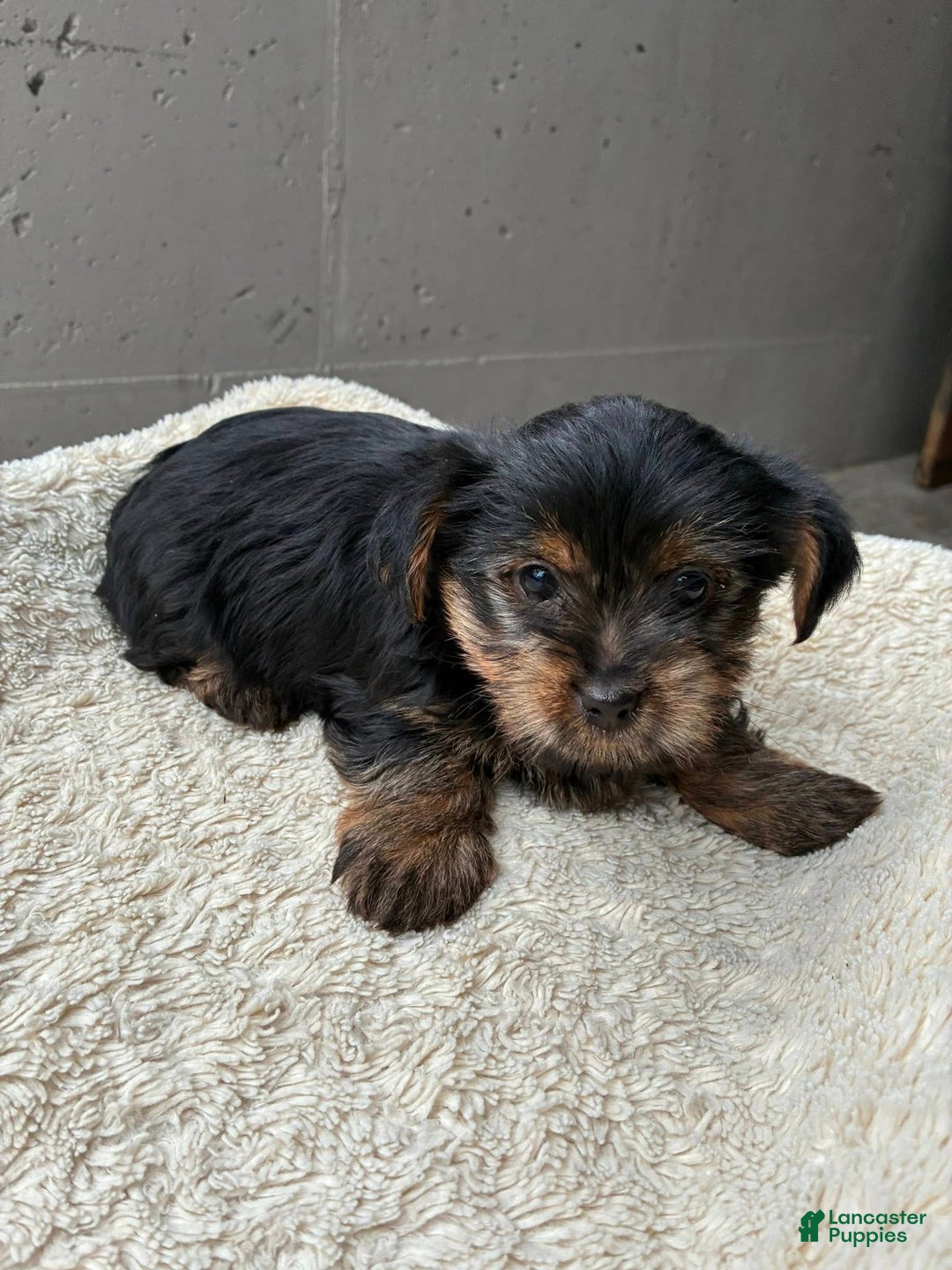 Yorkshire Terrier dogs for sale: Angel - Ad 4