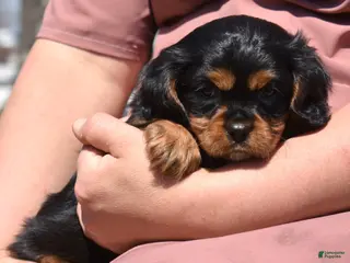 Cavalier King Charles Spaniel dogs for sale: Coach - Ad 4