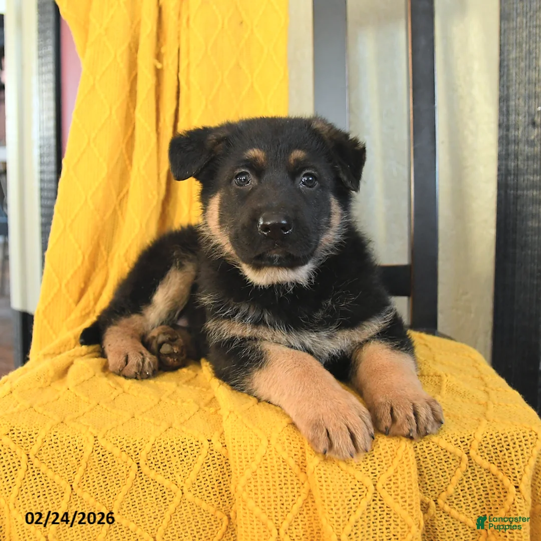 German Shepherd dogs for sale: Ginger - Ad 3