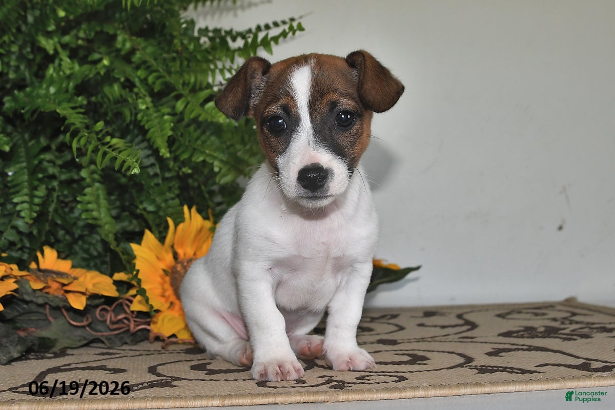Jack Russell Terrier dogs Bouncer - Ad 1
