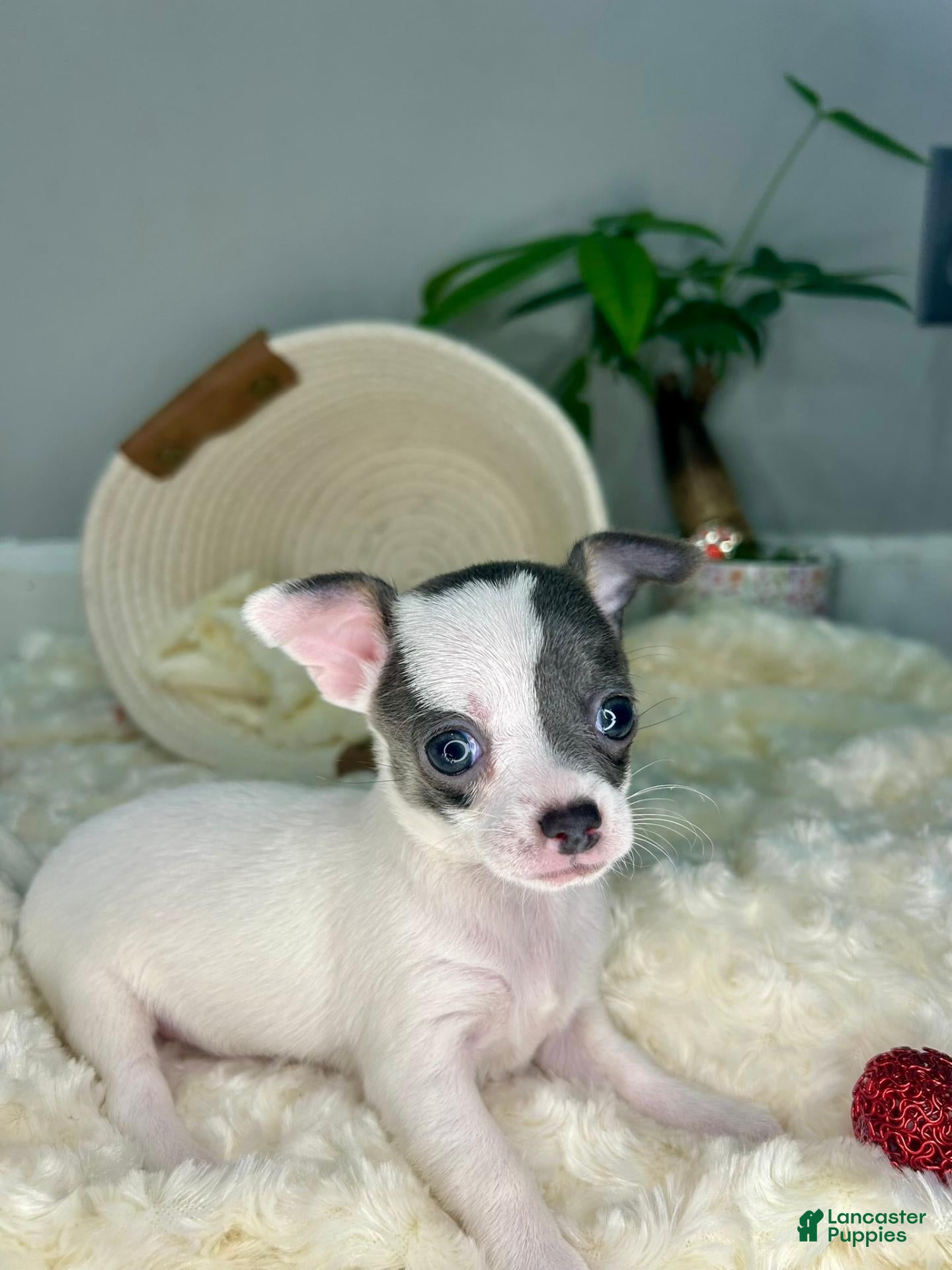 Chihuahua dogs Calisto - Ad 2
