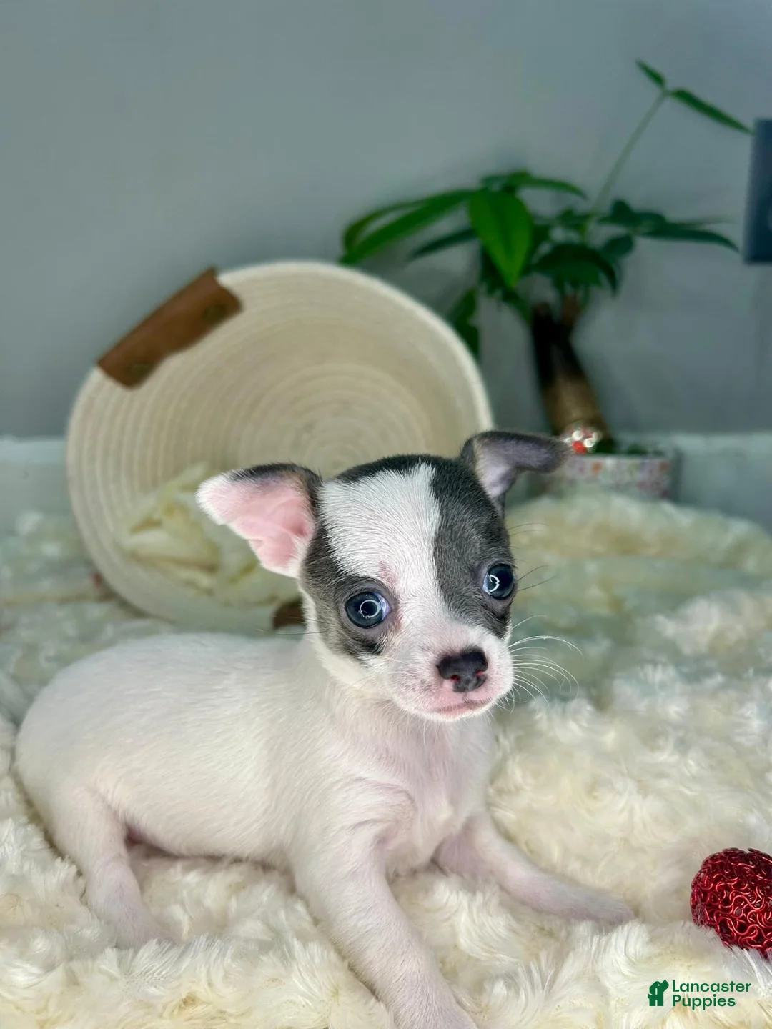 Chihuahua dogs for sale: Calisto - Ad 2