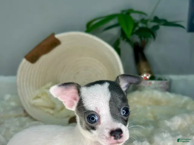 Chihuahua dogs for sale: Calisto - Ad 2