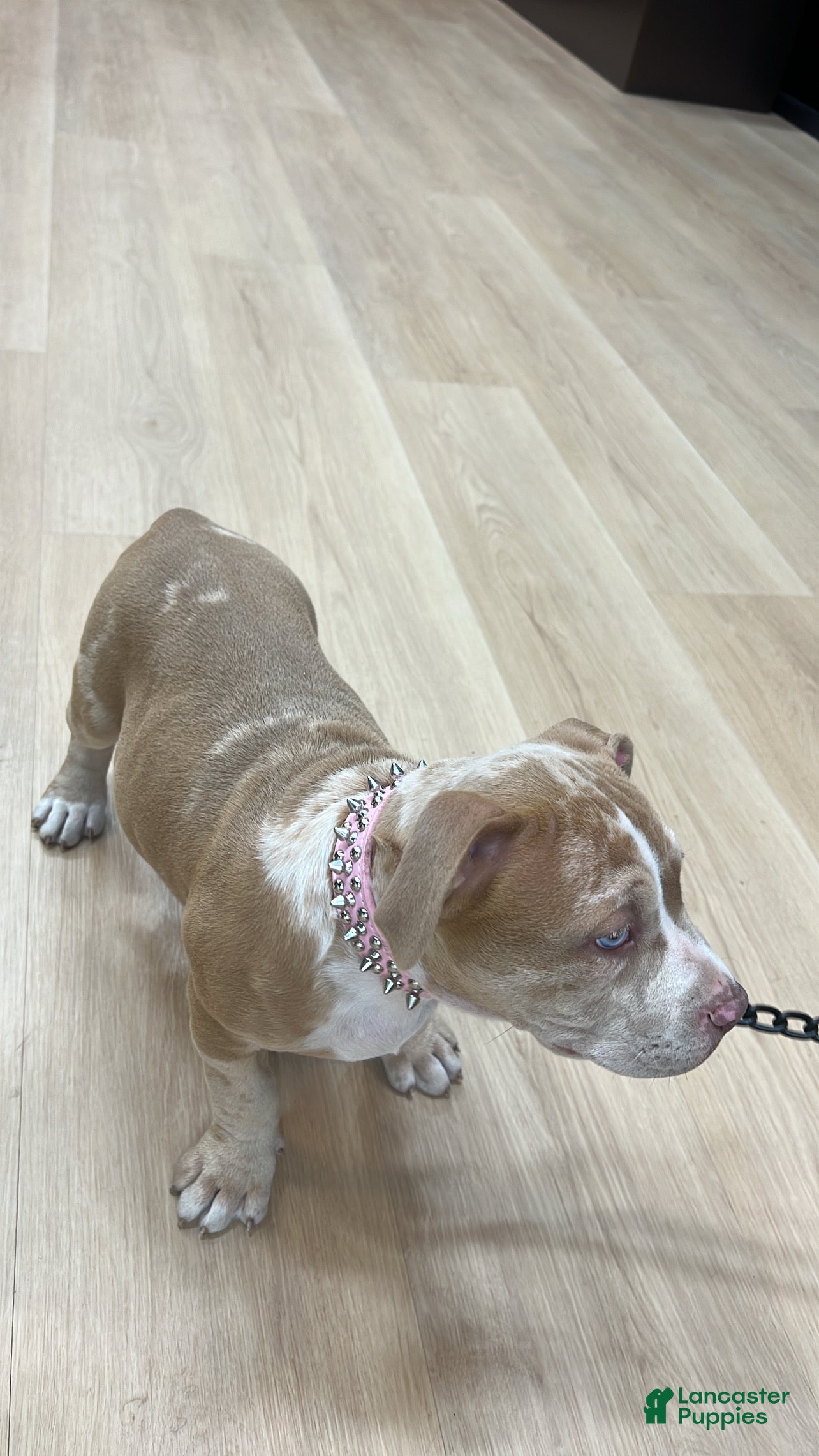 American Bully dogs Princess - Ad 1