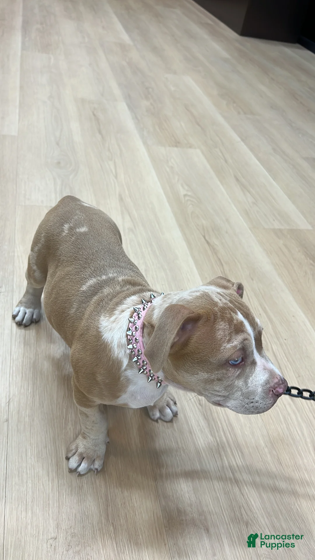 American Bully dogs for sale: Princess - Ad 1