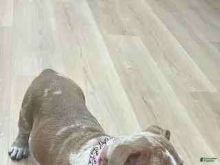 American Bully dogs Princess - Ad 1