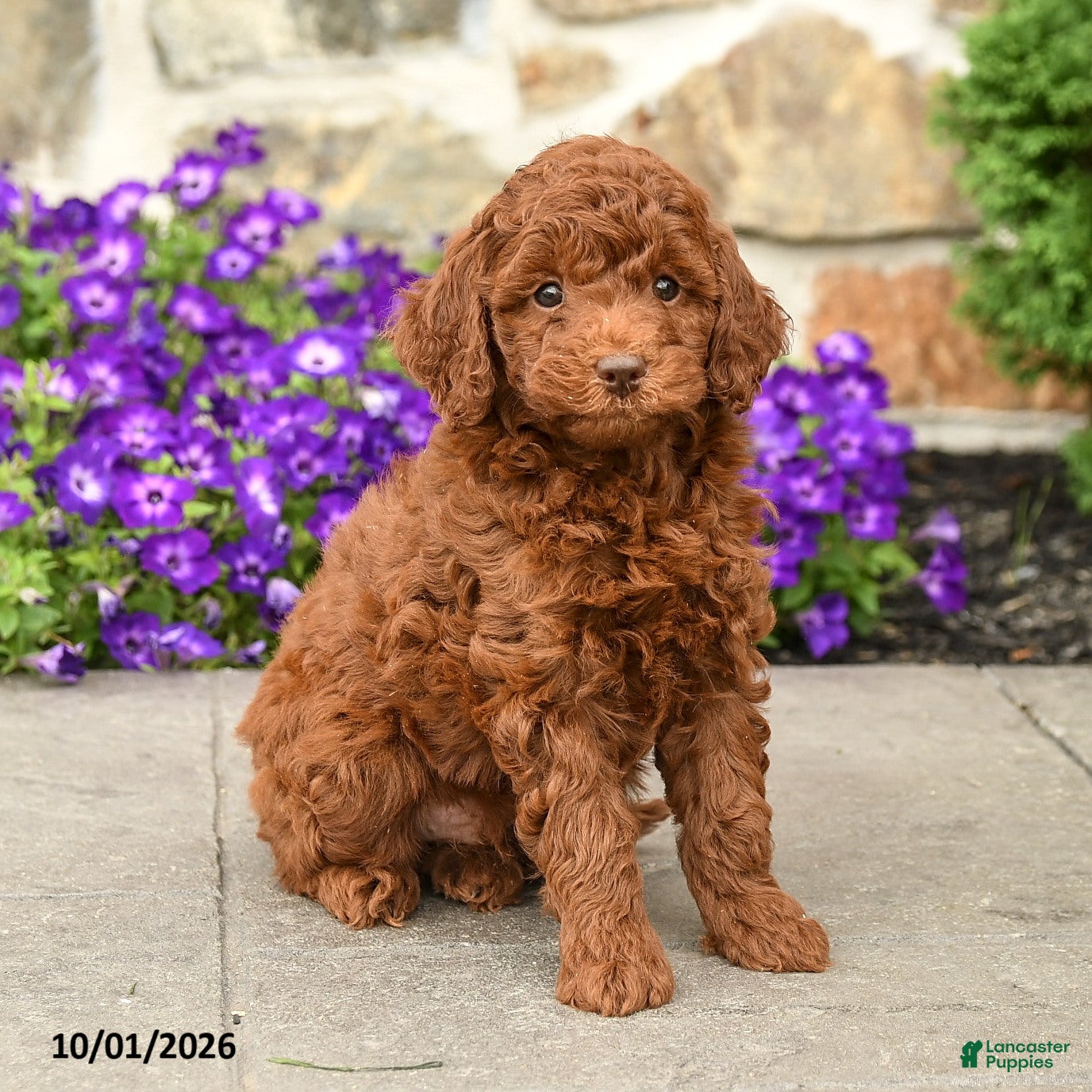 Mini Goldendoodle dogs Teddy  - Ad 2