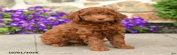 Mini Goldendoodle dogs for sale: Teddy  - Ad 2