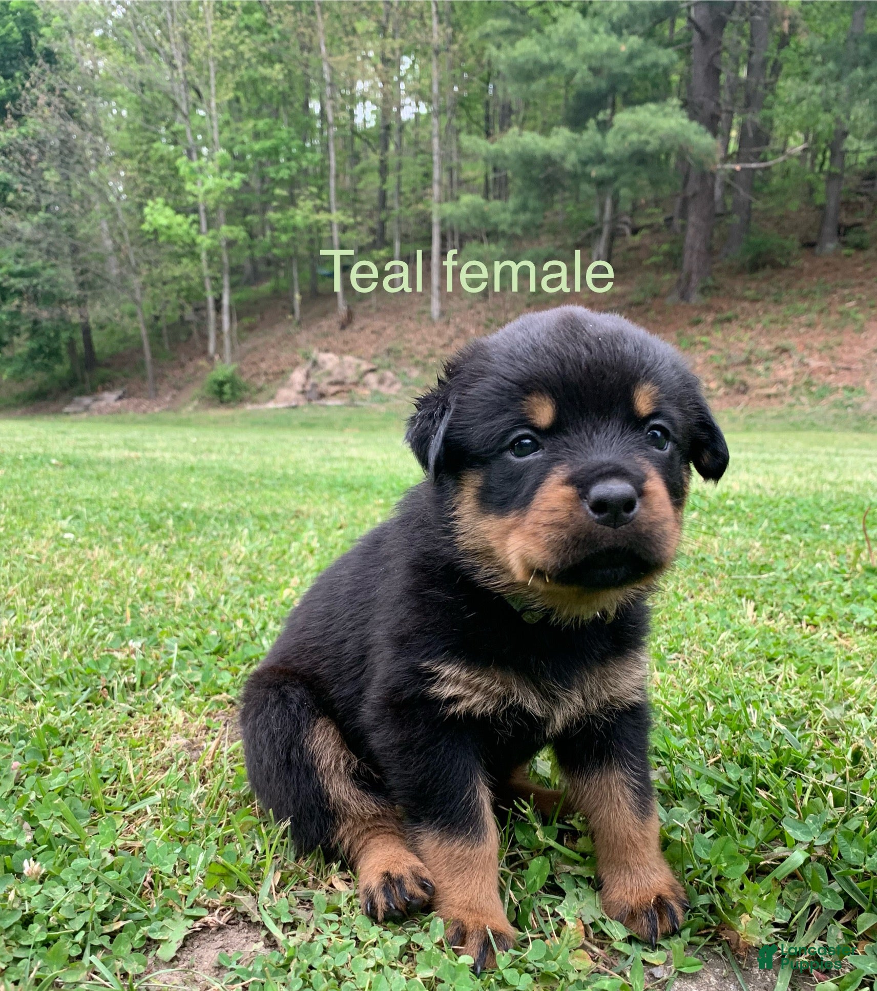 Rottweiler dogs Teal Female - Ad 27