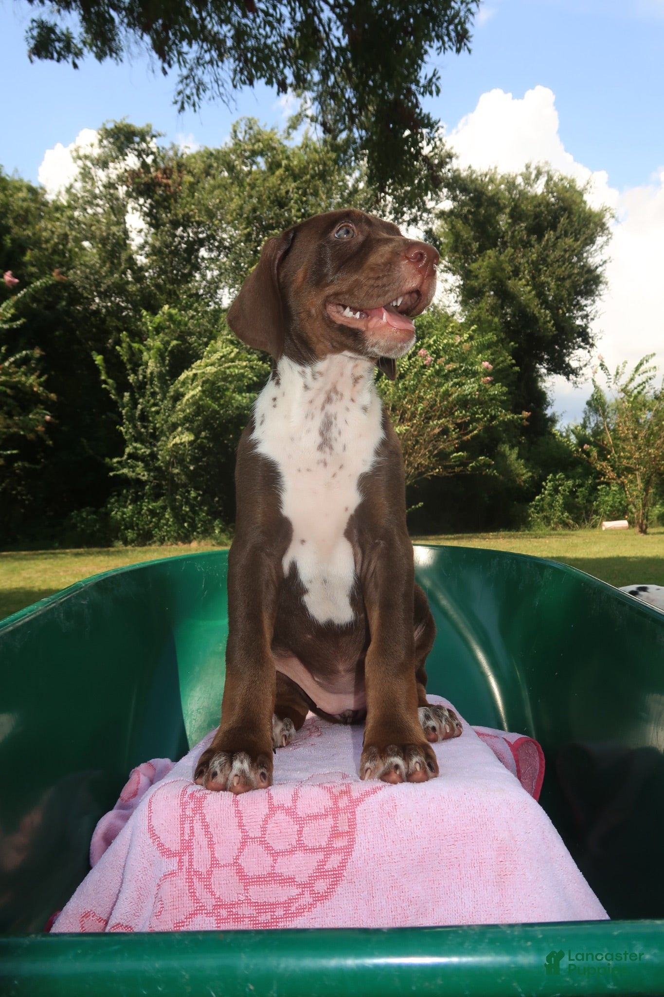 Mixed Breed dogs Cinnamon - Ad 2