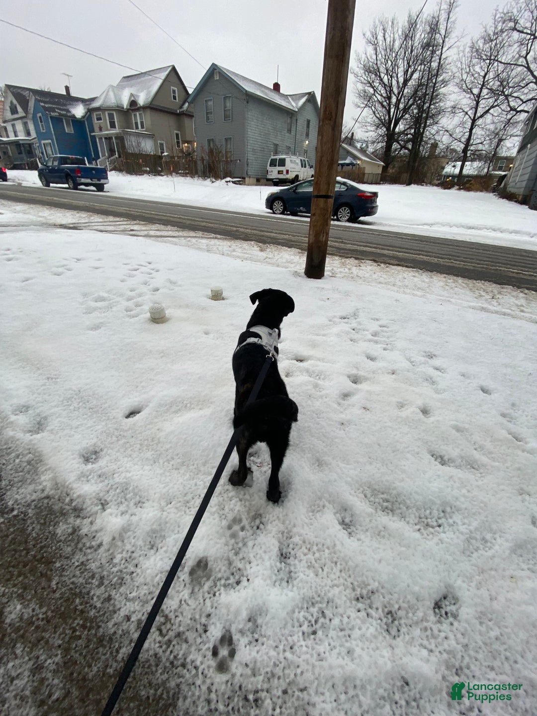 Mixed Breed dogs for sale: Mixed Breed Puppy 1 - Ad 3