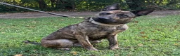 Mixed Breed dogs for sale: Margo - Ad 3
