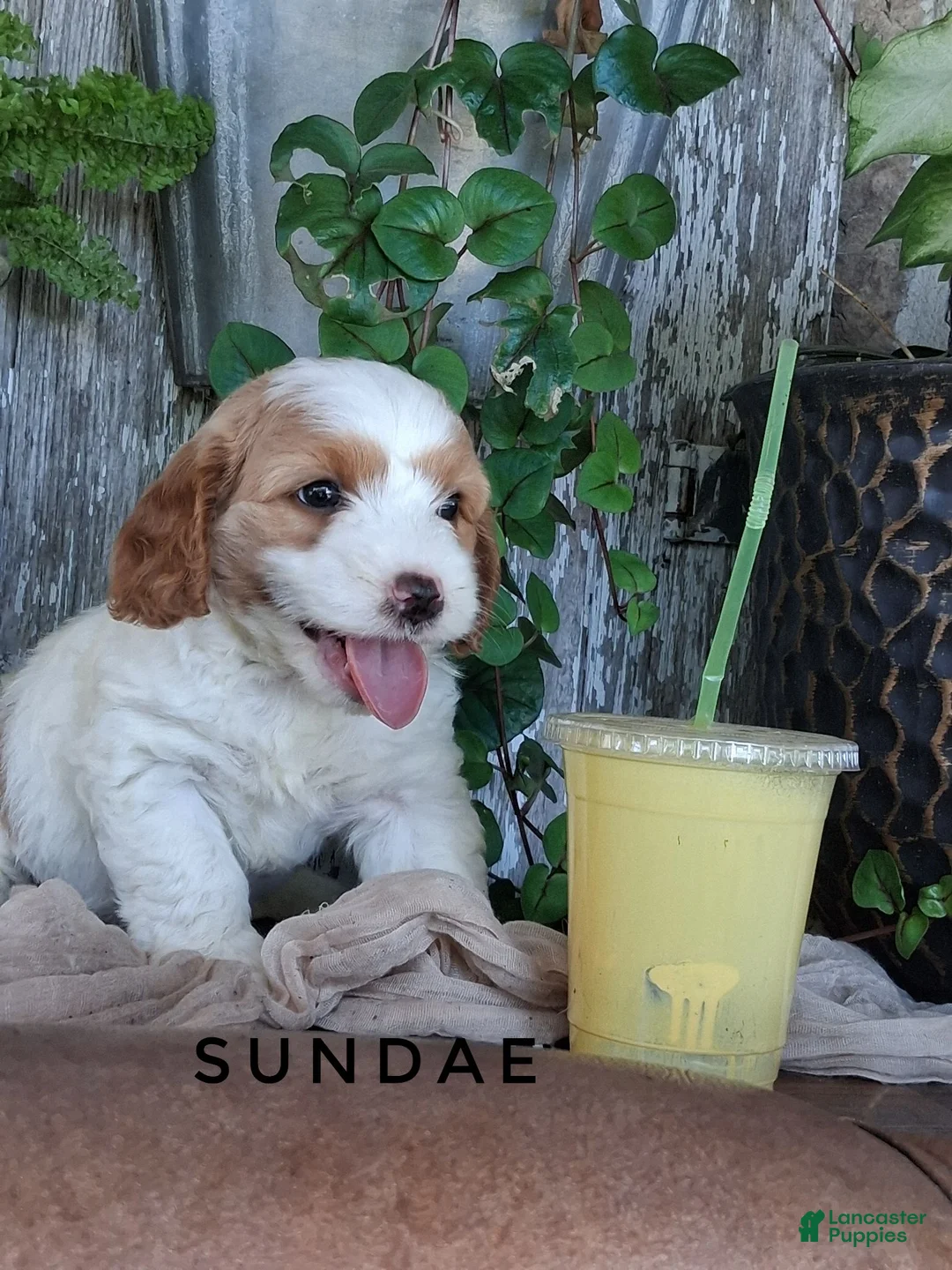 Cavapoo dogs for sale: Sundae - Ad 1