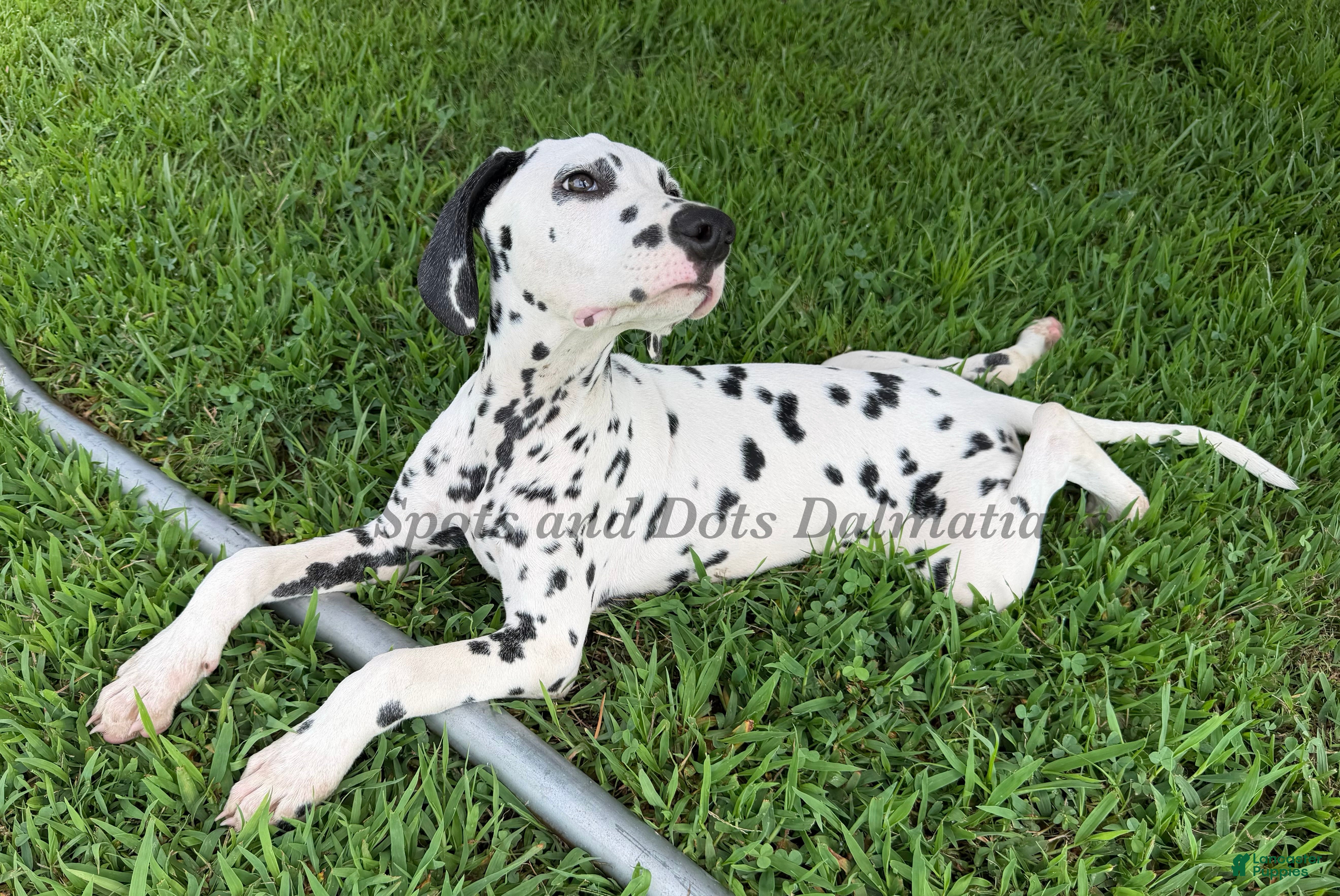 Dalmatian dogs Flash - Ad 2
