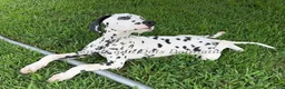 Dalmatian dogs for sale: Flash - Ad 2