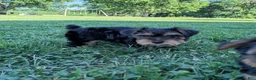 Yorkshire Terrier dogs for sale: Ben - Ad 3