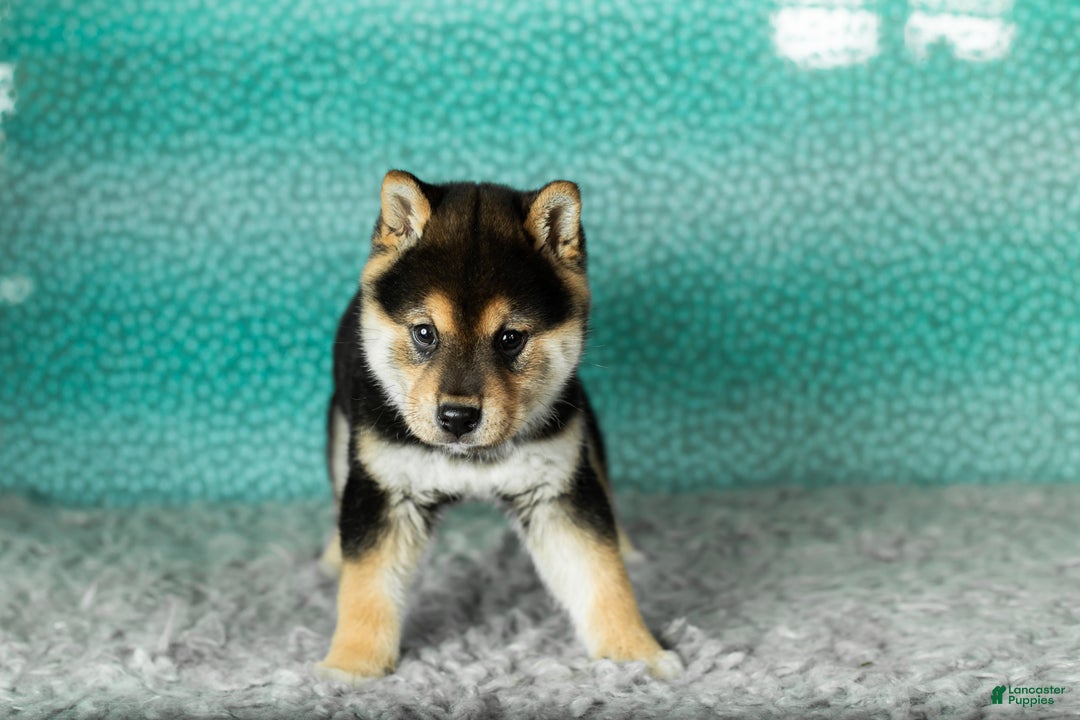 Shiba Inu dogs for sale: Simba - Ad 4
