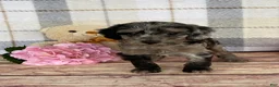 Miniature Labradoodle dogs for sale: Tina - Ad 3