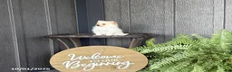 Pomeranian dogs for sale: Sadie - Ad 4