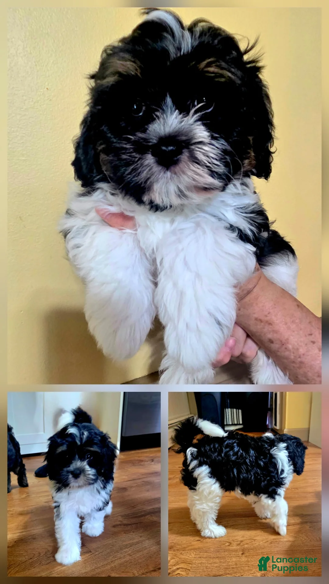 Mixed Breed dogs for sale: Mixed Breed 3 - Ad 1