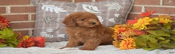 Toy Poodle dogs for sale: Tessa - Ad 3