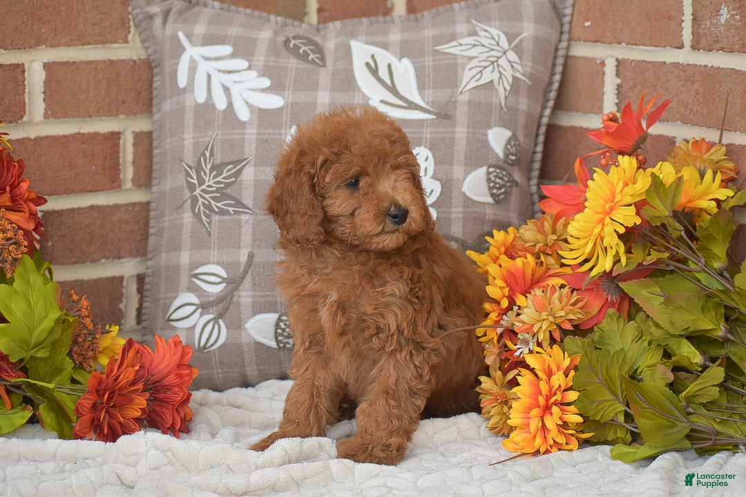 Toy Poodle dogs for sale: Tessa - Ad 3