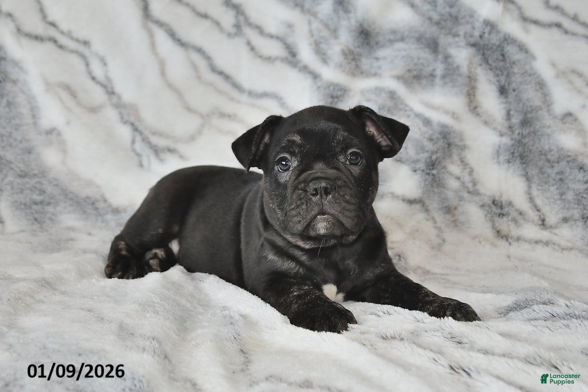 Mixed Breed dogs Nick - Ad 25