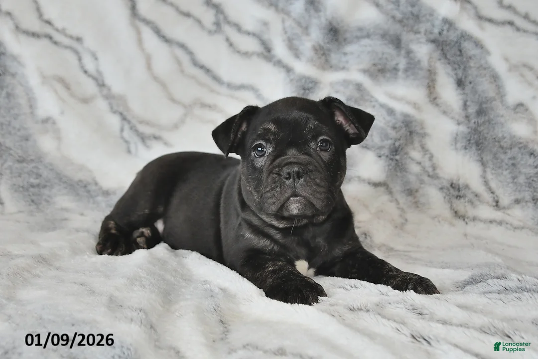 Mixed Breed dogs for sale: Nick - Ad 8