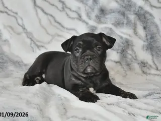 Mixed Breed dogs Nick - Ad 10