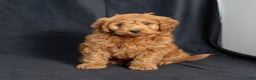 Mini Goldendoodle dogs for sale: Noah - Ad 3