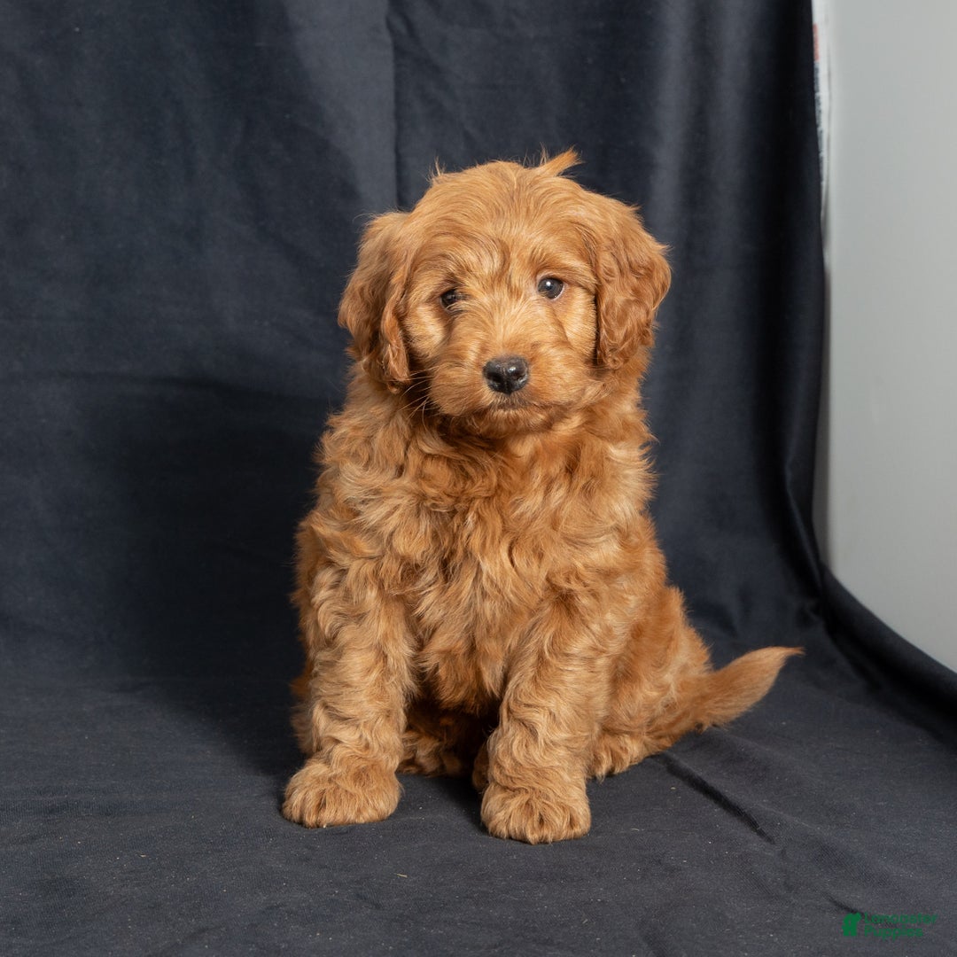 Mini Goldendoodle dogs for sale: Noah - Ad 3