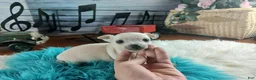 Chihuahua dogs for sale: Haleys cream boy. Hand Delivery  - Ad 5