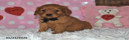 Miniature Golden Retriever dogs for sale: Bo - Ad 2