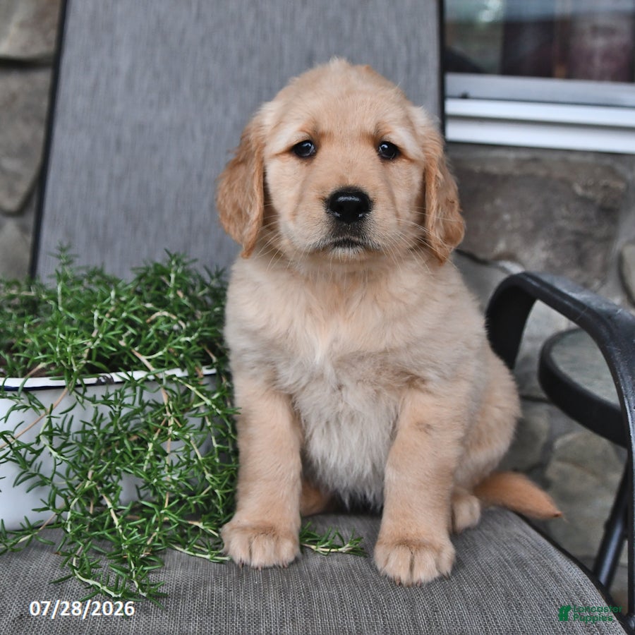 Mixed Breed dogs Tootsie - Ad 2