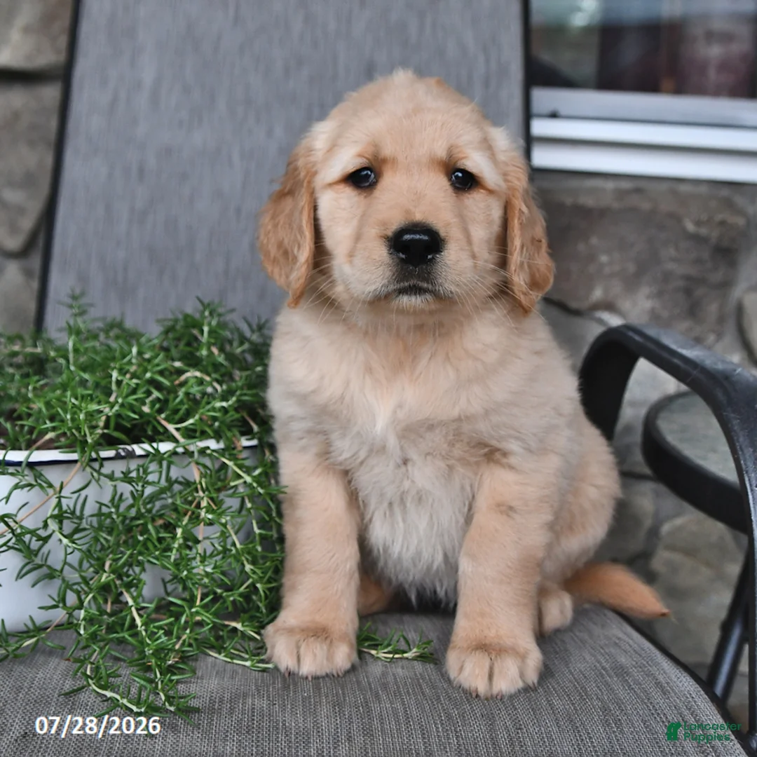 Mixed Breed dogs for sale: Tootsie - Ad 1