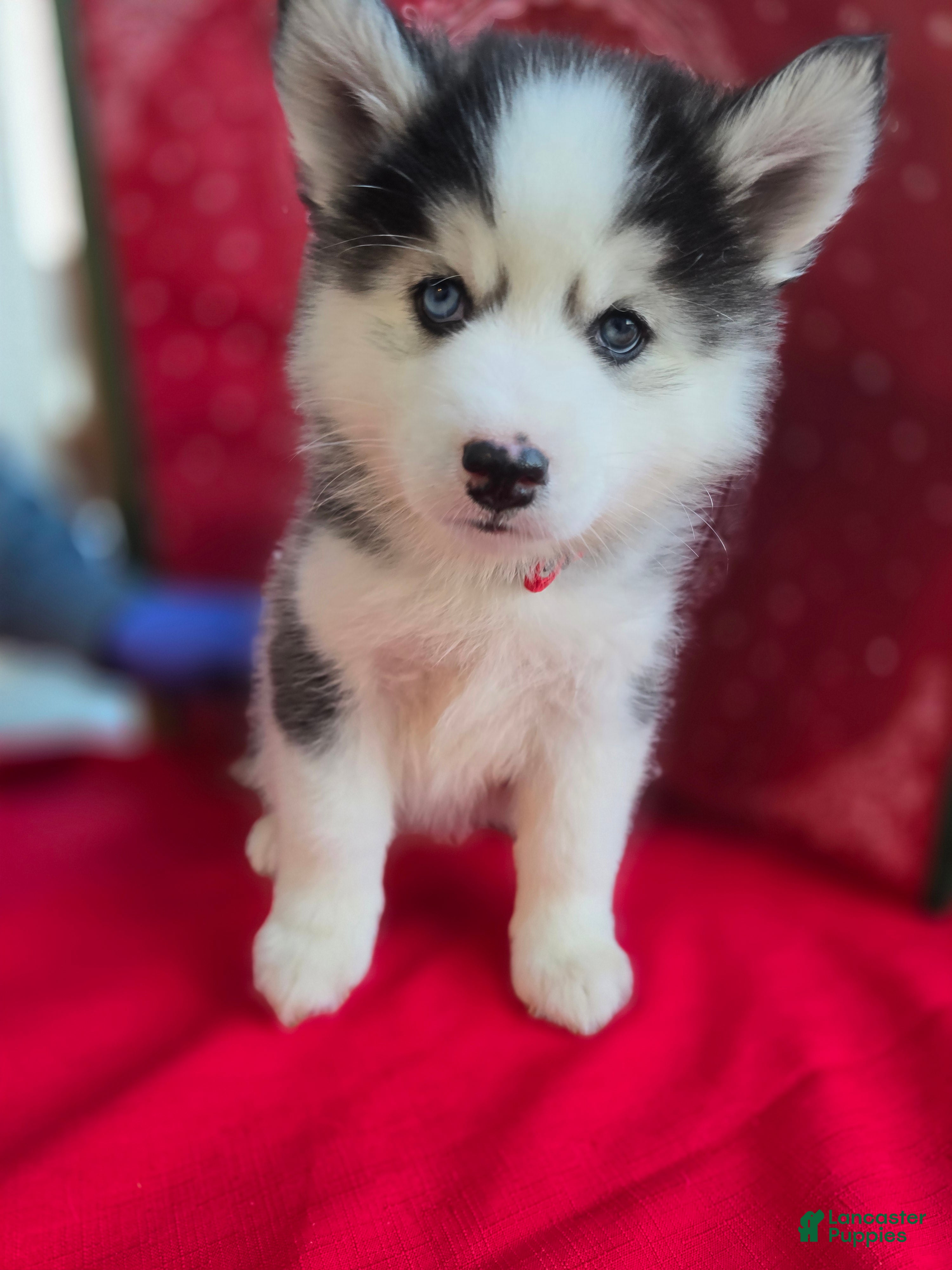 Pomsky dogs Onyx - Ad 5