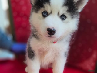 Pomsky dogs Onyx - Ad 5