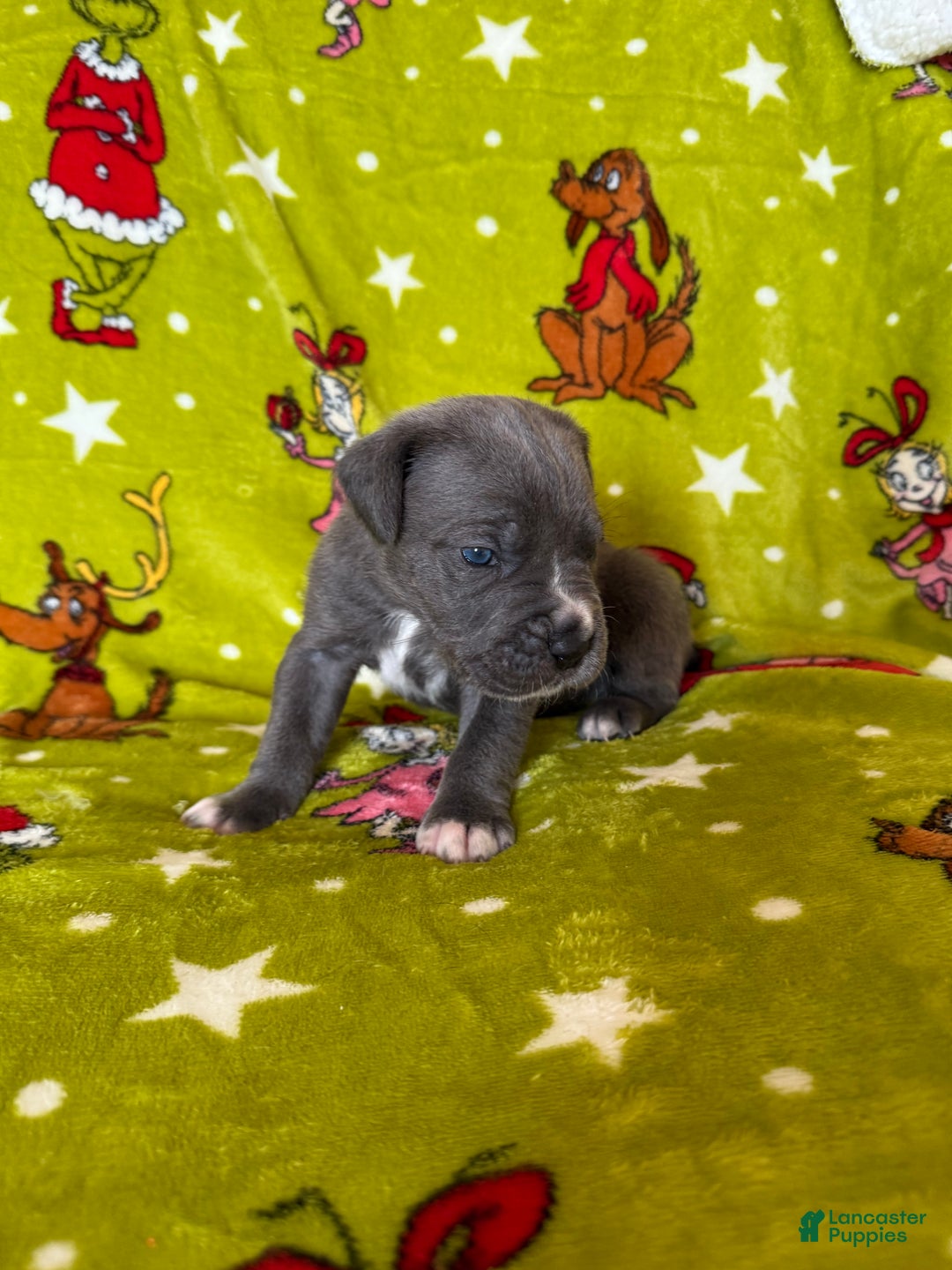 Cane Corso dogs for sale: Cane Corso Puppy 5 - Ad 9