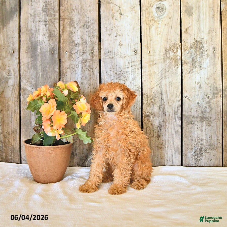 Miniature Poodle dogs for sale: Lupi - Ad 2