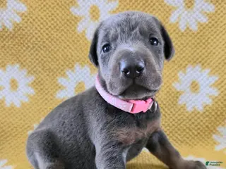 Doberman Pinscher dogs Doberman Pinscher Puppy 4 - Ad 42