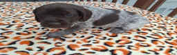 German Shorthaired Pointer dogs for sale: German Shorthaired Pointer Sage - Ad 5