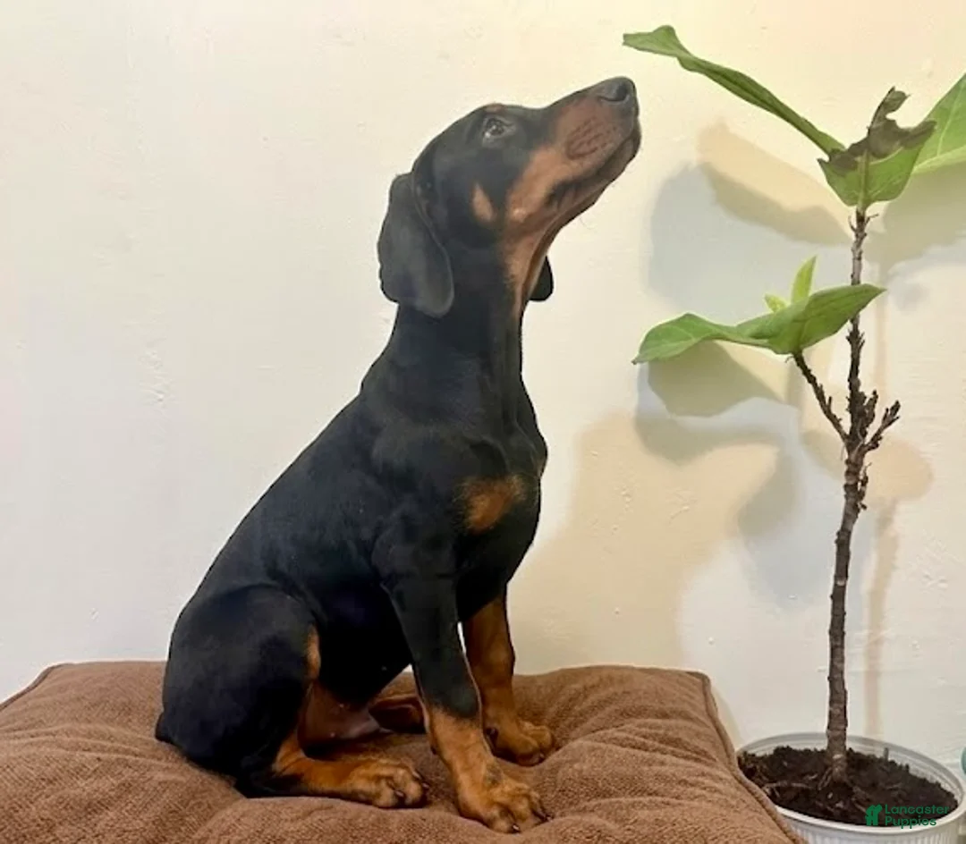 Doberman Pinscher dogs for sale: Doberman Pinscher Male  - Ad 3