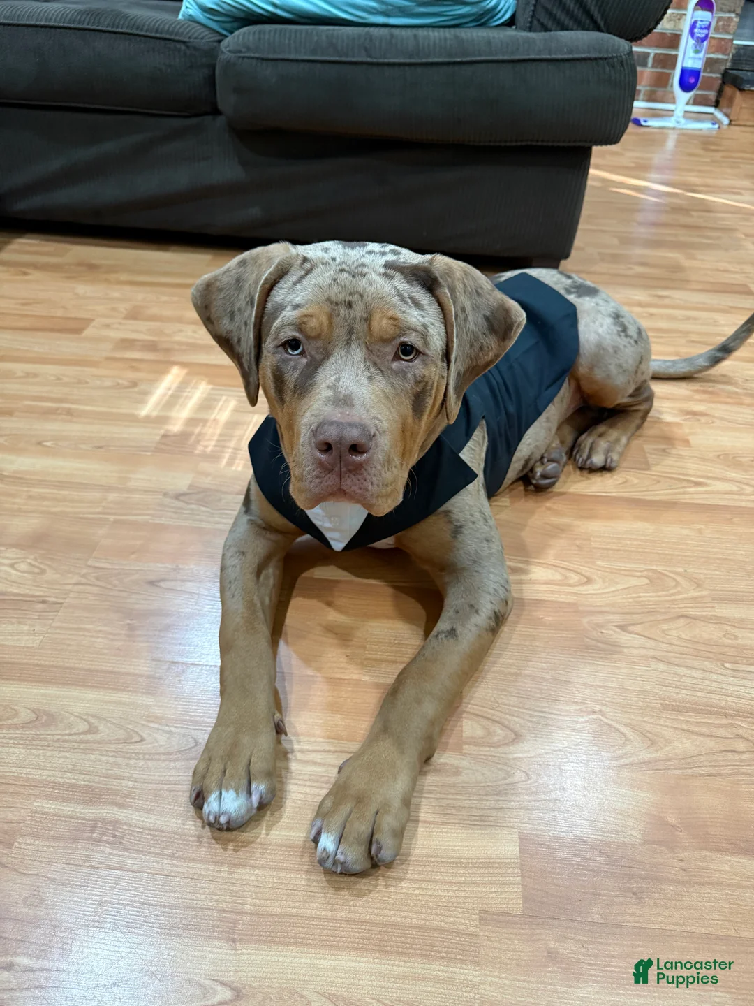 American Bully dogs for stud: Milo  - Ad 1