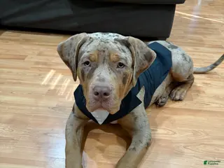 American Bully dogs Milo - Ad 5